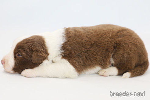 成約済の神奈川県のボーダーコリー-369083の4枚目